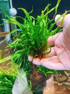 ミクロソリウムナローリーフ 付きADA山水石 - メルカリ