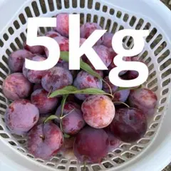 貴陽 スモモ プラム 5キロ箱につめられるだけ 訳あり クールつき
