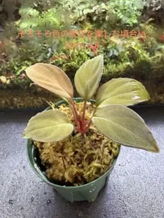 ホマロメナ 竜鱗 Homalomena squamis-draconis - メルカリ