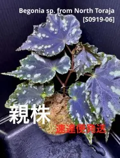 少し訳あり特価❣️Begonia sp.Lang son ベトナム 原種ベゴニア - メルカリ