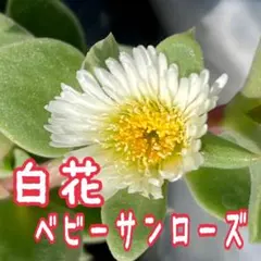 多肉植物　白花ベビーサンローズ　切り苗　６本のサムネイル