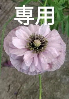 久仁吉様専用のサムネイル