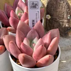 MAHALOhana✴︎様 リクエスト 3点 まとめ商品