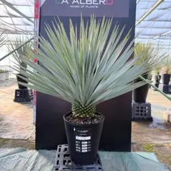 【AL1165】ユッカ　ロストラータ　ホワイト個体【ALBEROホワイト祭り】 AL1165】ユッカ ロストラータ ホワイト個体【ALBEROホワイト祭り