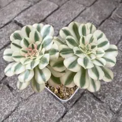 2025年最新】多肉アエオニウムの人気アイテム - メルカリ