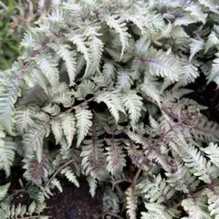 saezo☆様 リクエスト 2点 まとめ商品