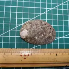 【最終値下げ】茶色の貝殻 約10cm　トコブシ系