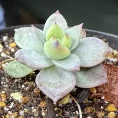 SSSさん苗アテマハック×ホーリンゼ札付きポットごとメルカリ便 SSSさん苗アテマハック×ホーリンゼ札付きポットごとメルカリ便