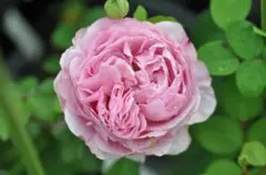 マカロニ様専用　ライラックローズ　オセロ　 新苗　ER　イングリッシュローズ