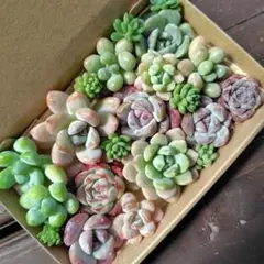 多肉植物　カット苗　多肉弁当　寄せ植え　詰め合わせ
