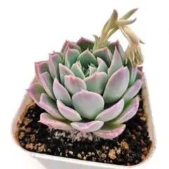 まめちゃん様 リクエスト 2点 まとめ商品