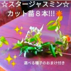 白花が綺麗☆スタージャスミン☆カット苗８本&おまけ付きのサムネイル