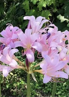 マルマル様 リクエスト 3点 まとめ商品