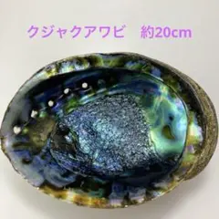NO.58-86 クジャクアワビ(貝殻) 磨き　約20cm