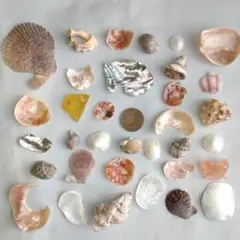 貝殻　かけら達　【8】