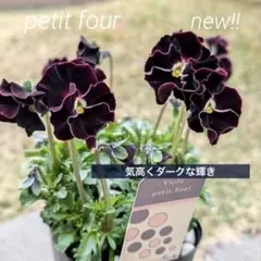 2025年最新】プティフール ビオラの人気アイテム - メルカリ