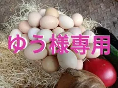 ゆう様専用 烏骨鶏 チャボ アローカナ20個 3000円