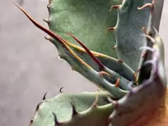 wolf7 プロフ必読様 リクエスト 2点 まとめ商品