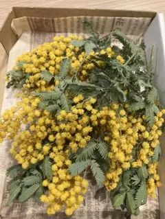 ミモザ ドライフラワー *・゜゜・*:.。..。.:*・