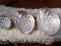 天然貝殻 限定3個セット処理済み真珠層鮑貝