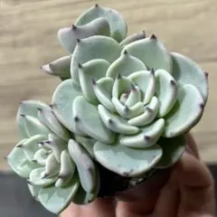 D.円 抜き苗 札なし ミックスベリア おらいさん 多肉植物 エケベリア