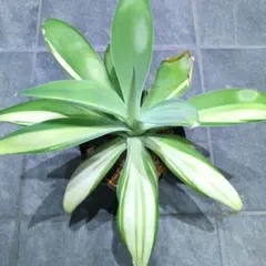 【極上SSS級】 アテナータ　翡翠盤　総柄　アガベ　サボテン 極上SSS級】 アテナータ 翡翠盤 総柄 アガベ サボテン 最高級SSS