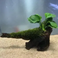 【メルカリ便】良型！南米ウィローモス活着アヌビアスプチ付き流木　31cm 南米ウィローモス アヌビアスナナプチ 流木活着67、14 - メルカリ