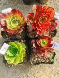 A13 多肉植物 アエオニウム 抜き苗 4種セット