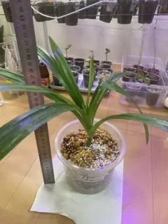 無農薬 パンダンリーフ• ニオイタコノキ •ใบเตย•LÁDỨA 100g - メルカリ