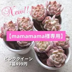 ♦️速達発送♦️【mamamama様専用】多肉植物