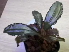 Bucephalandra sp Pink Lady 水上葉 水中管理可能 - メルカリ