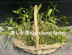 2026年最新】もみの木 苗の人気アイテム - メルカリ