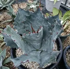 アガベ　Agave　ハイブリッド　パリー　オバティフォリア　斑入り　パラサナのサムネイル