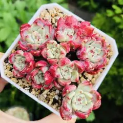 夏Sale】沙羅姫牡丹の多頭株4苗③☆抜き苗☆エケベリア☆多肉植物