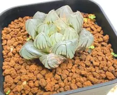 ハオルチア オブツーサ錦水中月④