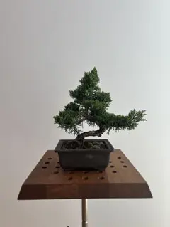 真柏盆栽 小品盆栽のサムネイル