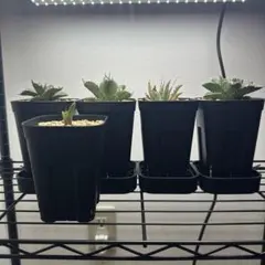 【植物育成棚】IKEAラック×GEXパワーX 3基搭載（アガベ・塊根植物用） 植物育成棚】IKEAラック×GEXパワーX 3基搭載（アガベ・塊根植物用