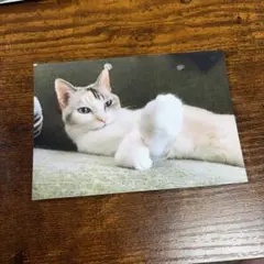 けいこ写真　猫　スリマ　3markets カザマタカフミ