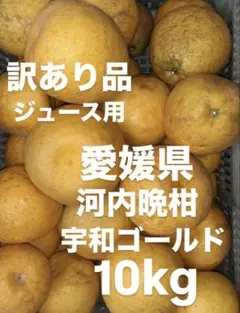 愛媛県産　河内晩柑　宇和ゴールド　柑橘　10kgのサムネイル