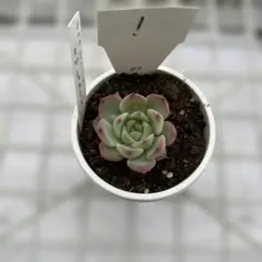 momotochato様 リクエスト 2点 まとめ商品