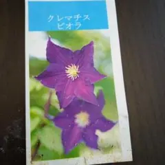 2026年最新】紫色クレマチス苗の人気アイテム - メルカリ