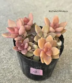 14【 カリフォルニアサンセット 】抜き苗 多肉植物 グラプト