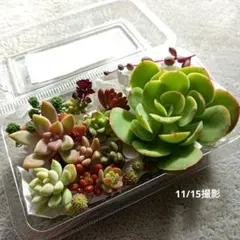多肉植物　カット苗　詰め合わせ　多肉弁当　寄せ植えセット　①