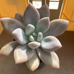 Top【選抜株】多肉植物 360927オパリナ錦 10個 鉢無し/脱土 - メルカリ