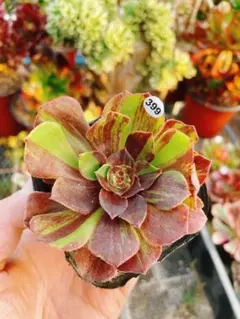 M*読様 399 花月夜 多肉植物 アエオニウム 抜き苗
