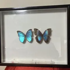 2026年最新】標本箱 ドイツの人気アイテム - メルカリ