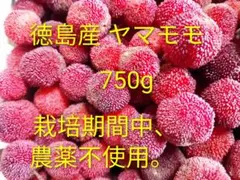今だけ増量中★コンパクト便発送★徳島のヤマモモ750g以上のサムネイル