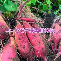 熊本県産さつまいも 紅はるか 自然栽培 10kg 専用ページ