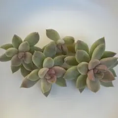 しょー様 リクエスト 2点 まとめ商品