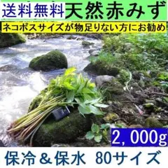 送料無料！黒部産【太くて長い】天然 赤みず ミズ 80サイズ 2000gのサムネイル